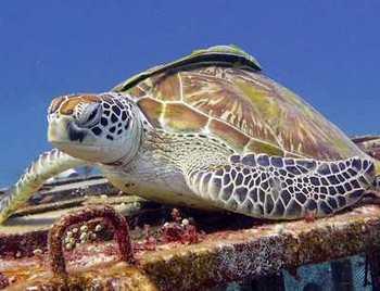 Pretty green turtle on a biorocks near Gili T
