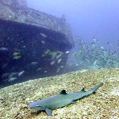 The best dive site around the Gili islands?