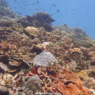 The best dive site around the Gili islands?