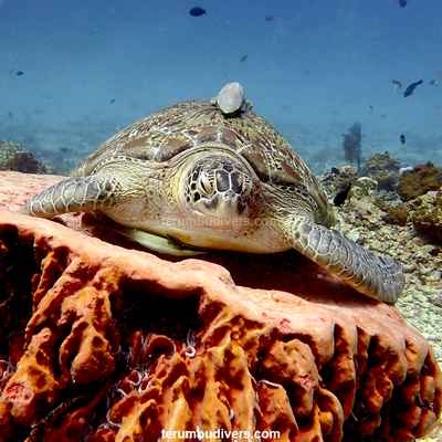 The best dive site around the Gili islands?