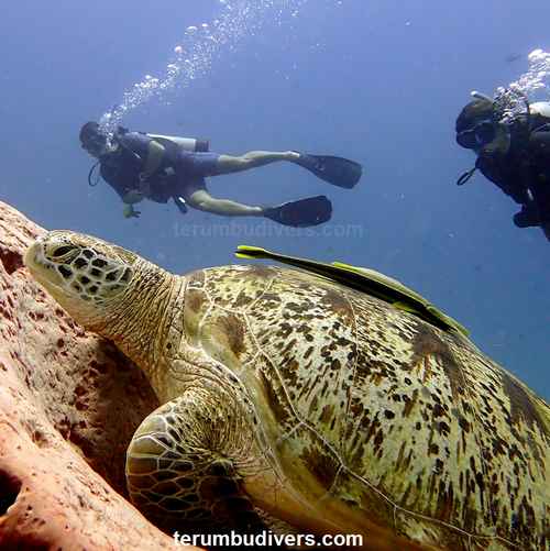 2 divers with a huge turtle in Lombok Gili