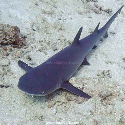 The best dive site around the Gili islands?