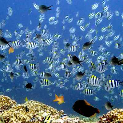 The best dive site around the Gili islands?