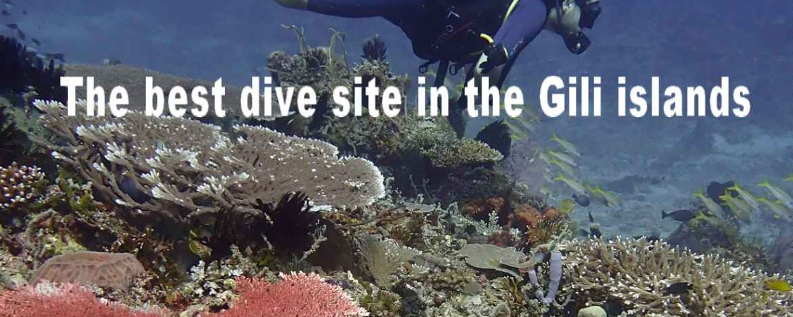 a diver above a colorful coral reef in Lombok Gili Indonesia