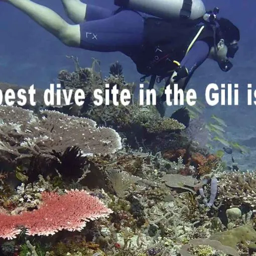 a diver above a colorful coral reef in Lombok Gili Indonesia