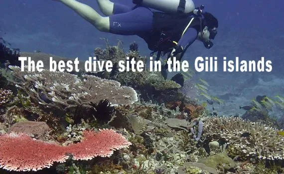a diver above a colorful coral reef in Lombok Gili Indonesia