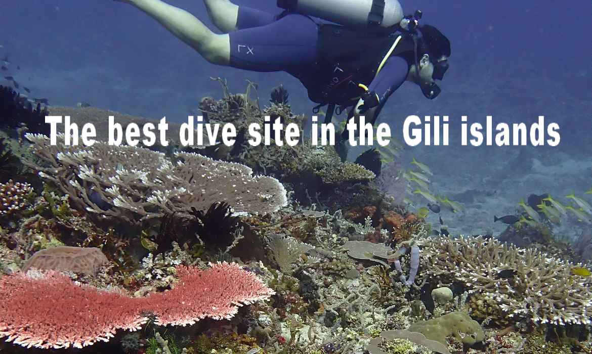 a diver above a colorful coral reef in Lombok Gili Indonesia